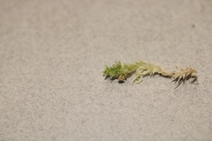 Sphagnum platyphyllum