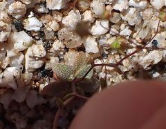 Nemacladus sigmoideus