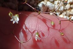 Nemacladus sigmoideus