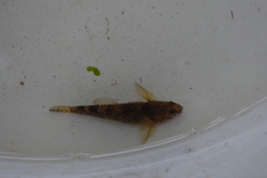 Gobiomorphus cotidianus