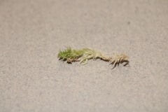 Sphagnum platyphyllum