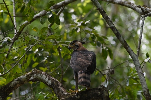 Ornate Hawk-Eagle