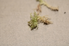 Sphagnum platyphyllum