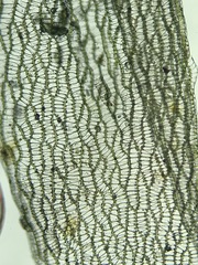 Sphagnum platyphyllum