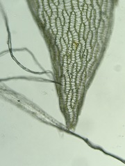 Sphagnum platyphyllum