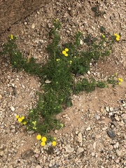 Oncosiphon pilulifer