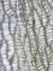 Sphagnum platyphyllum