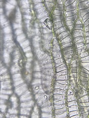 Sphagnum platyphyllum