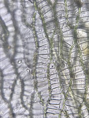 Sphagnum platyphyllum