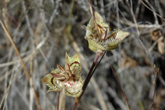 Calochortus tiburonensis