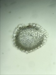 Sphagnum platyphyllum