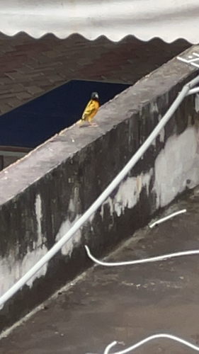 Village Weaver
