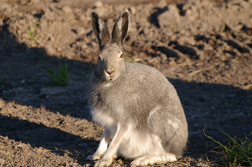 Arctic Hare