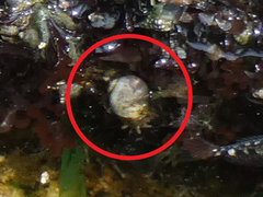 Cryptonatica aleutica