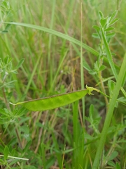 Lathyrus annuus