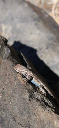 iNaturalist observation photo of Common Sagebrush Lizard