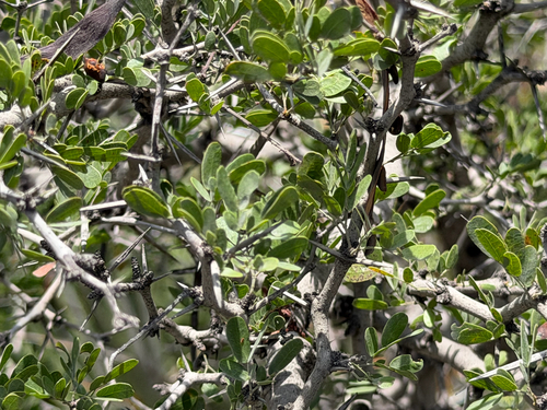 Vachellia rigidula, photograph 6