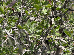 Vachellia rigidula, photograph (c) Cody Hinchliff, some rights reserved (CC BY)