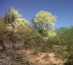 Gonopterodendron sarmientoi