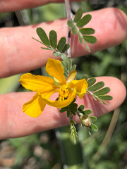 Chamaecrista greggii, photograph (c) Cody Hinchliff, some rights reserved (CC BY)