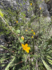 Chamaecrista greggii, photograph (c) Cody Hinchliff, some rights reserved (CC BY)