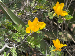 Chamaecrista greggii