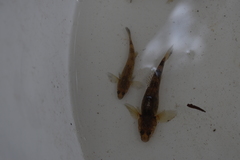 Gobiomorphus cotidianus