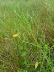 Lathyrus annuus