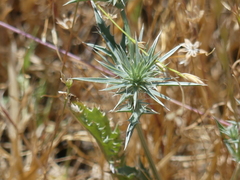 Eryngium aristulatum