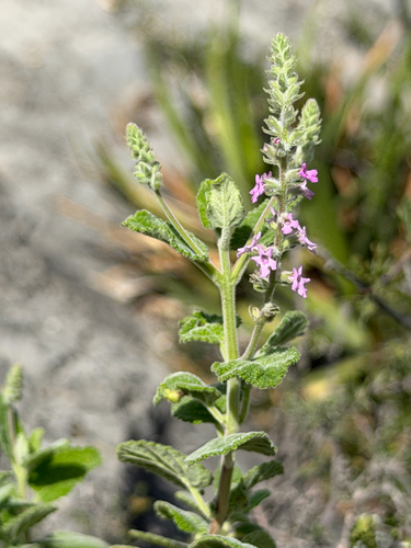 Aloysia macrostachya