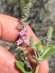 Aloysia macrostachya, photograph (c) Cody Hinchliff, some rights reserved (CC BY)