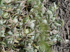 Psilocarphus oregonus