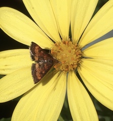 Pyrausta californicalis