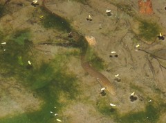 Synbranchus marmoratus