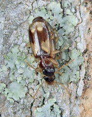 Dromiusina