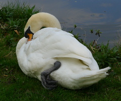 Cygnus olor