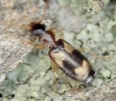 Dromiusina
