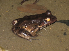 Leptodactylus knudseni