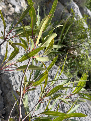 Vauquelinia corymbosa, photograph 4