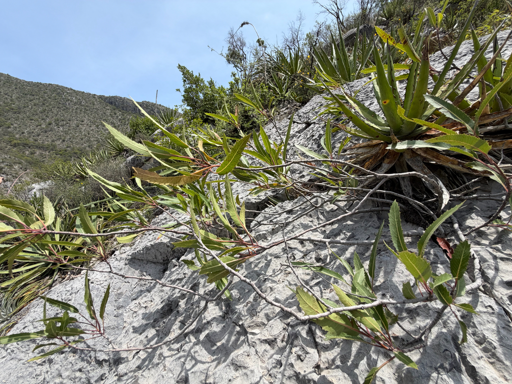 Vauquelinia corymbosa; photograph (c) Cody Hinchliff, some rights reserved (CC BY)
