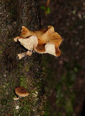 Armillaria hinnulea