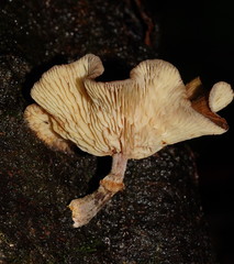 Armillaria hinnulea