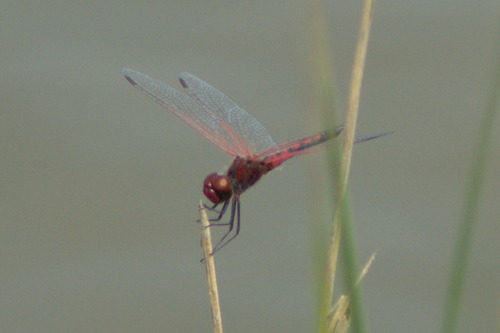 Red-veined Pennant photo 3
