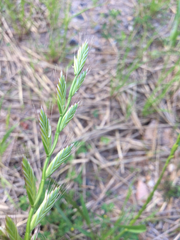 Lolium multiflorum