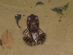 Leptodactylus knudseni
