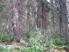 Shepherdia canadensis
