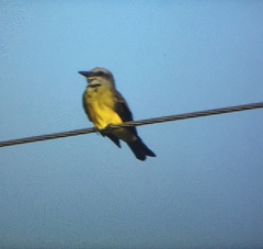 Tyrannus melancholicus