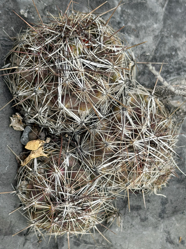 Coryphantha nickelsiae