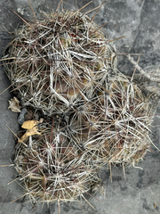 Coryphantha nickelsiae