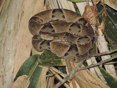 Bothrops moojeni